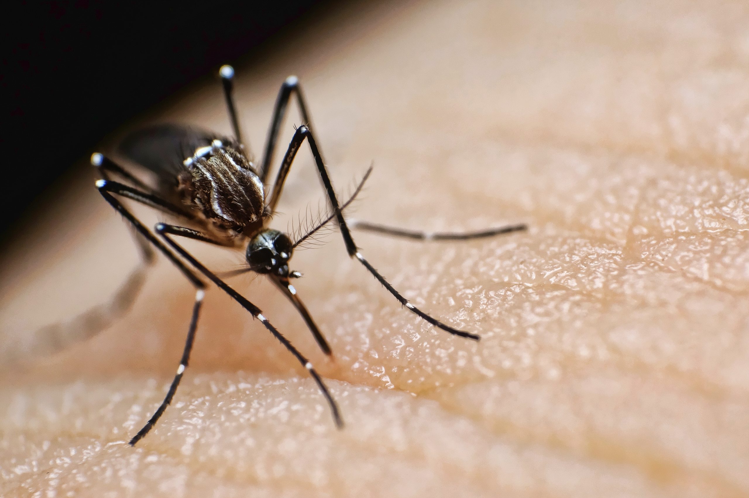 Image for Ballots due Tuesday in Santa Clara County mosquito control funding vote